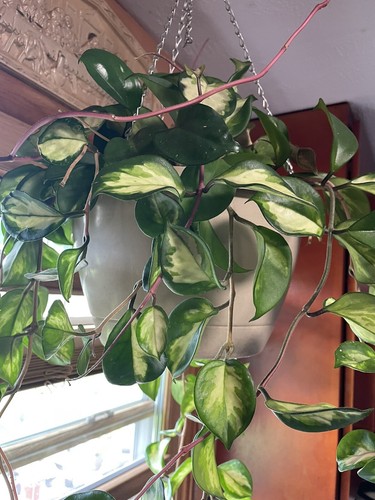 Hoya carnosa krimson princess - hoya,