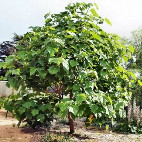 200 seeds paulownia princess - paulownia,