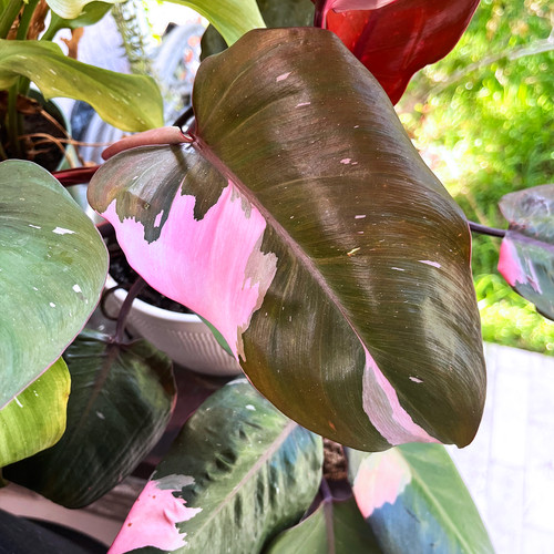 Pink princess philodendron - pink,